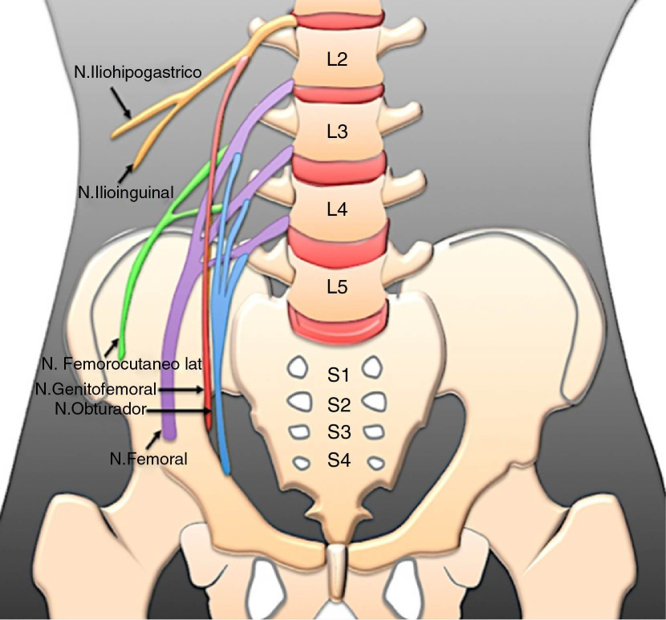 Anatomía del nervio ciático