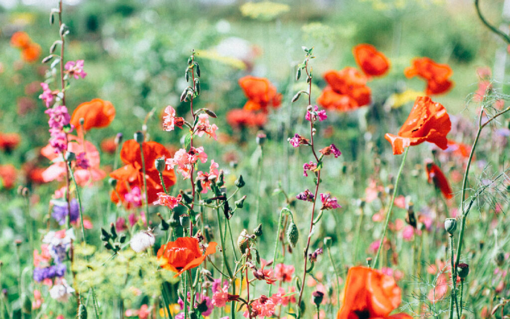 flores-de-Bach-plantas