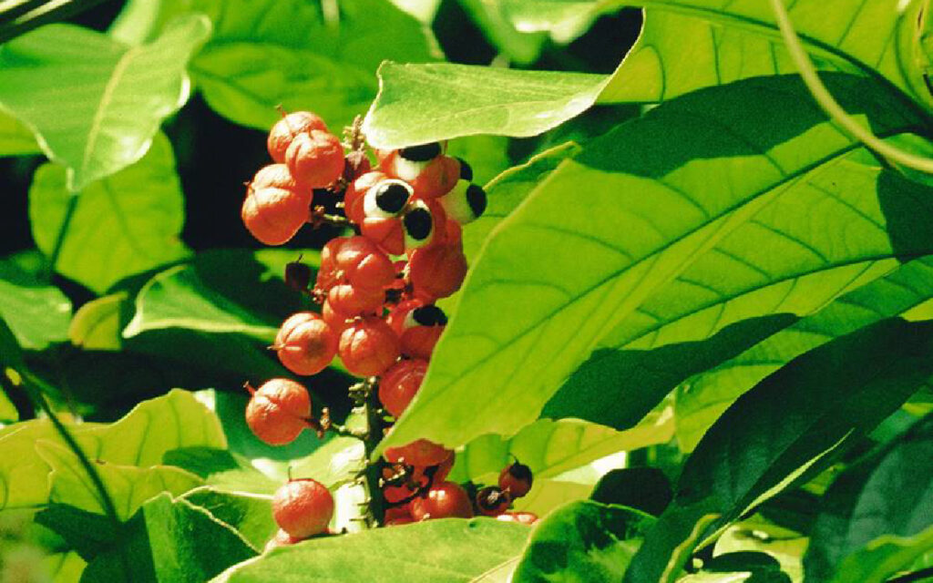 plantas-medicinales-para-el-estrés-eleuterococo-01-01