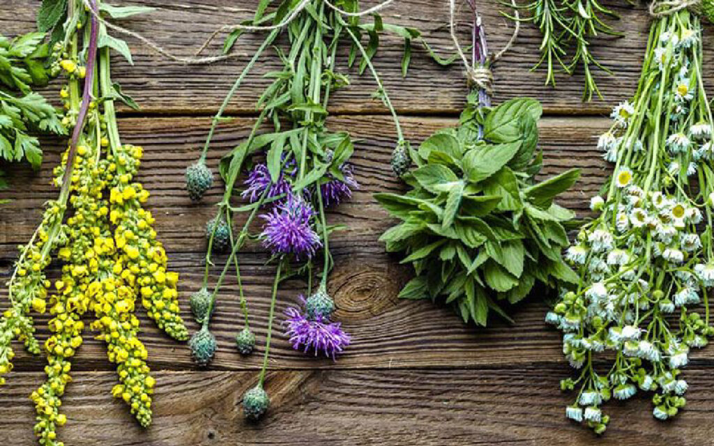 plantas-medicinales-para-el-estrés-grupo-01