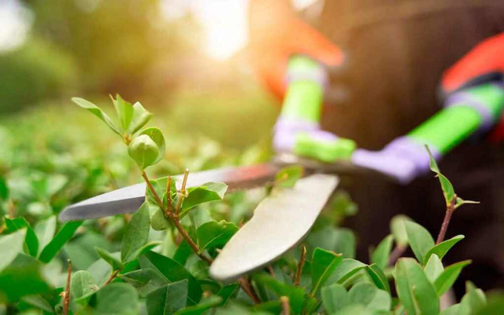 curso de diseño de jardines en cuernavaca