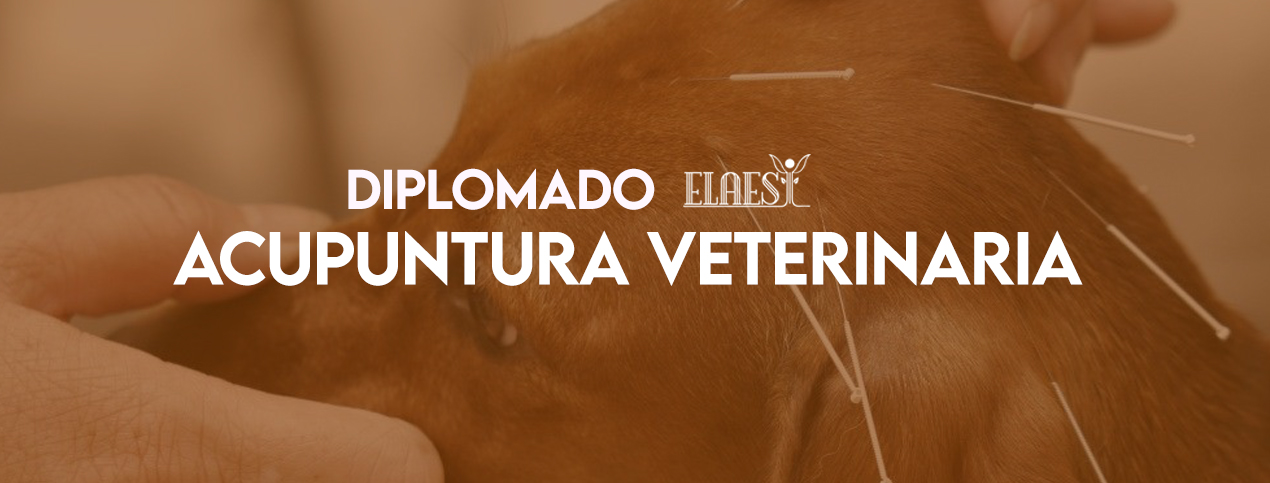 Diplomado De Acupuntura Veterinaria Cuernavaca