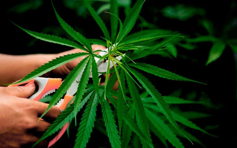 Medicina Cannábica: Conoce Todo Sobre La Marihuana Medicinal