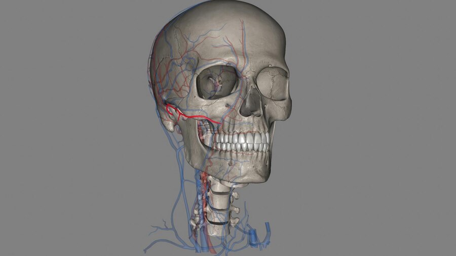 Imagen recuperada de freepik