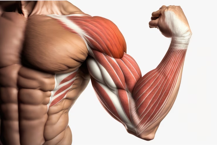 Miología del Hombro y del Brazo: Estudio de los Músculos del Miembro Superior