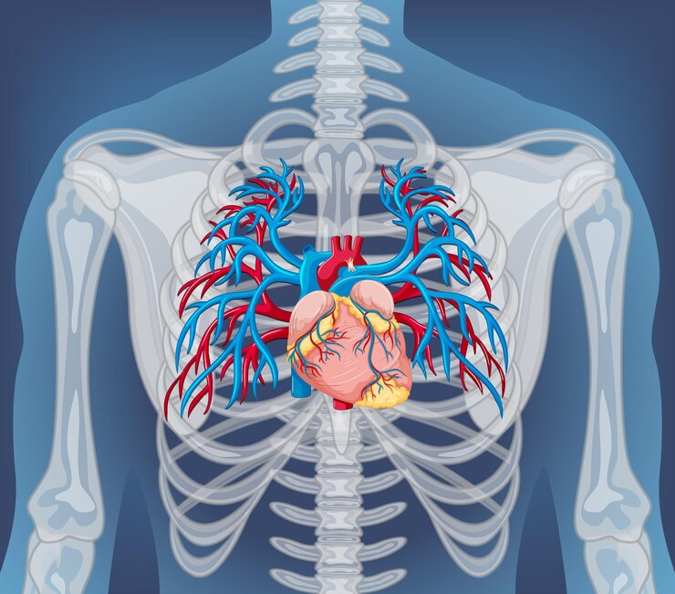 Explorando la Anatomía y Función de la Cavidad Torácica